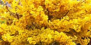 ginkgo im nov.2016.webp