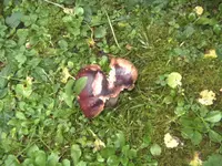 BILD6027.webp