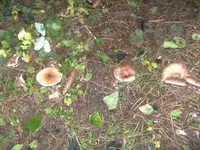 BILD6032.webp