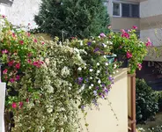 P1030612 Balkon seitl 06 11.webp