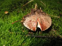 perlpilz_1280x960.webp