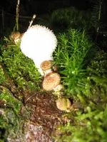 stäubling und baby hallis_720x960.webp