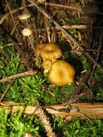 trompetenpfifferling_720x960.webp