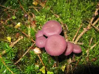 violetter lacktrichterling_1280x960.webp