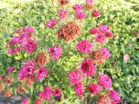DSCI0758.webp