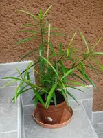 DSC08078.webp