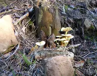 P1030585 Baumpilz.webp