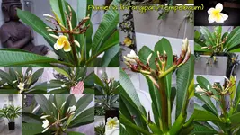 Plumeria blühend 2.webp