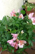 P1030616 Inkalilie 06 11.webp