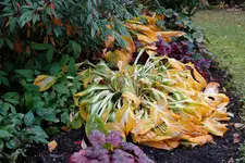hrbst16 (4).webp