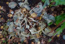 hrbst16 (8).webp
