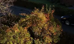 hrbst16 (10).webp