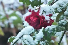 DSCF7889 (2).webp
