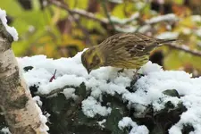 DSCF7893 (2).webp