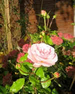 IMG_7124.webp