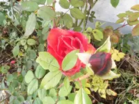 DSCI0680.webp