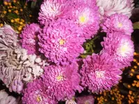 DSCI0697.webp
