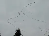 P1020275.webp