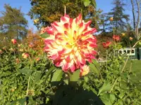 DSCI0733.JPG