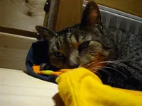 IMGP3980.webp