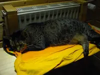 IMGP3978.webp