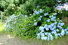 DSCF2424.JPG
