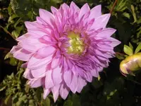 DSCI0748.webp