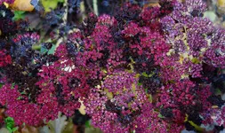 hrbst16 (25).webp