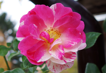rsn2016 (15).webp