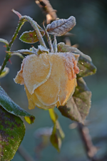 DSC_8620.webp