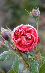 DSC_8628.webp