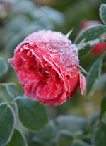 DSC_8629.webp