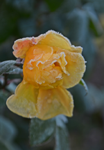 DSC_8631.webp