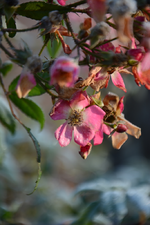 DSC_8645.webp