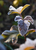 DSC_8657.webp