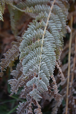 DSC_8664.JPG