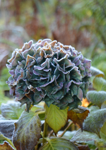 DSC_8624.webp