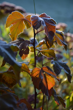 DSC_8659.webp