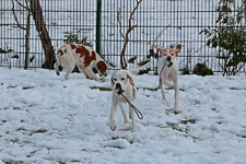 Estrella_India_Giralda_Ball spielen_Schnee_900.webp
