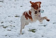 Estrella_spielen_Ball_Schnee1_800.webp