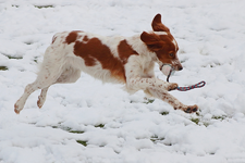 Estrella_spielen_Ball_Schnee4_900.webp
