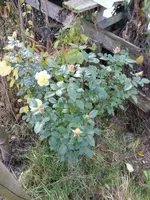 P1250007.webp