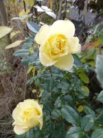 P1250008.webp