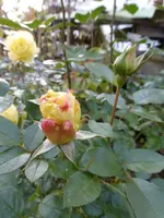 P1250010.webp