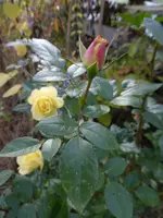 P1250011.webp