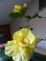 P1020288.webp