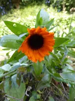 P1020284.webp