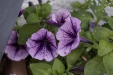 _DSC1156.webp