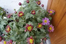 _DSC1154.webp