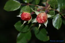 comp_DSC06003.webp